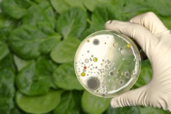 250_e-coli-culture-plate-with-romaine-lettuce-showing-contamination-concept.jpg