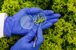 250_researcher-takes-probe-green-plant-puts-it-petri-dish_1.jpg