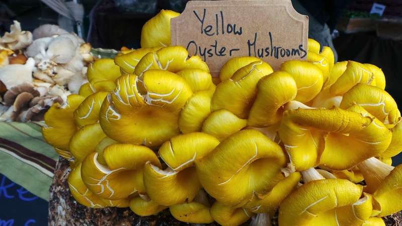 Maximumgehalte van cadmium in gekweekte speciale paddenstoelen aangepast
